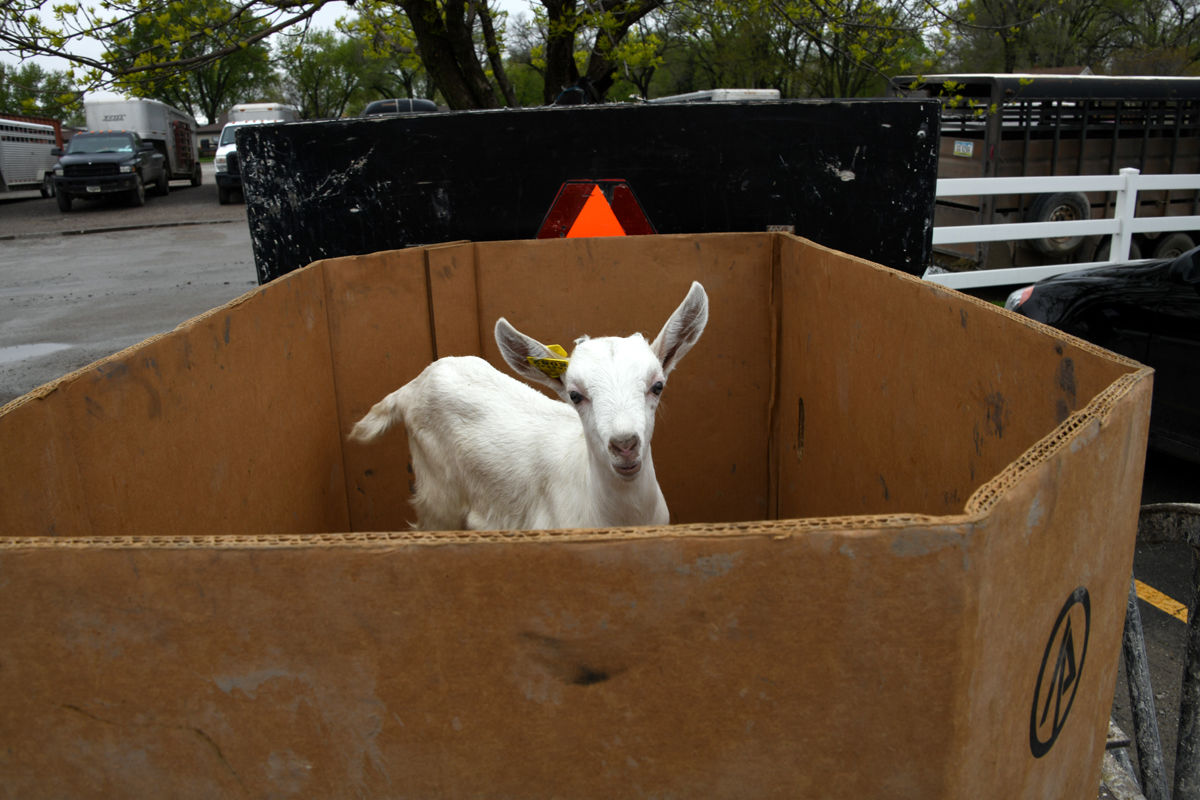 098 An Amish buggy brought this baby goat to auction.JPG